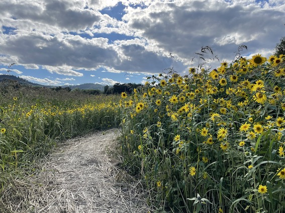 Sunflower Path